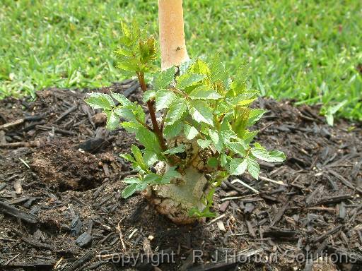 Shooting from root stock Golden Ash 